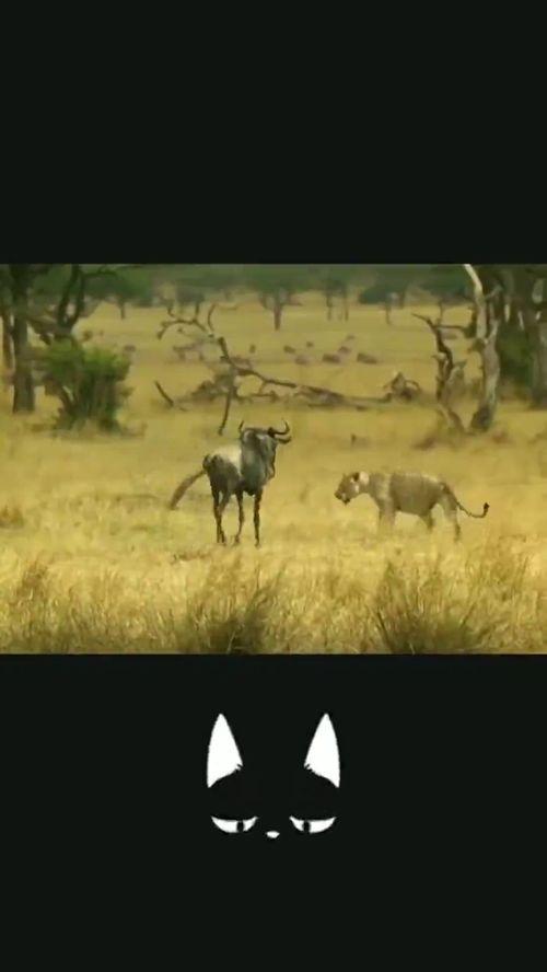 狗狗捕猎视频,野性本能的完美展现