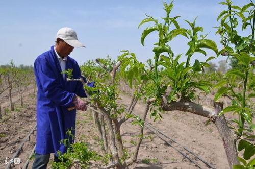 枣树修剪技术视频,视频教程精华概述