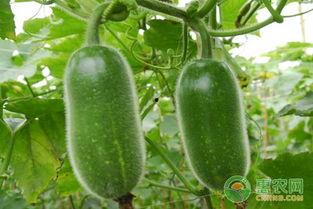 节瓜种植视频,从播种到收获的实用指南