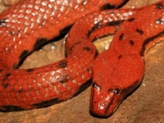 香蛇视频,揭秘神秘蛇类生活，探寻自然奇观